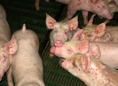 Porcins