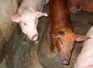 Porcins