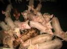 Porcins