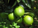 Citrons verts