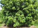 Ramboutans pas mûrs sur leur arbre