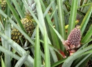 Ananas 
