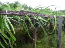 Cactus hylocereus ou culture de pitayas