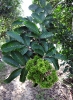 Grappe de ramboutans verts