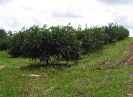 Citronniers