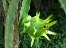 Pitaya