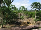 Papayers sur abattis