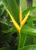 Oiseau de paradis cultivé dans la région de Cacao