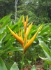 OIseua de paradis cultivé dans la région de Cacao