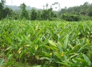 Culture de fleurs (oiseau de paradis) dans la région de Cacao