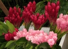 Fleurs coupées d'Alpinias