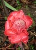 Rose de porcelaine