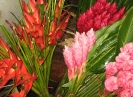 Héliconias et Alpinias 