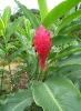 Alpinia