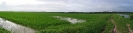 Filière Riz