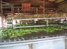 Lavage des mains de bananes au centre d'empotage