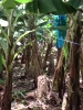 Filière Banane