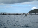 Cages flottantes