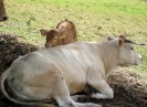 Blonde d'Aquitaine
