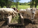 Charolais