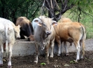 Charolais