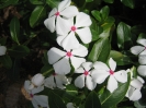 Pervenches de Madagascar (Catharanthus Roseus)