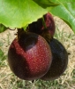 Fruits de la passion