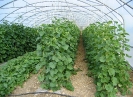 Culture de melons sous serre