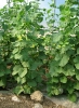 Culture de melons sous serre