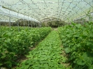 Production de melons sous serre