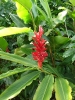 Alpinia