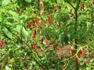 Petits piments rouges