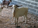 Bouc 
