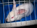Lapin