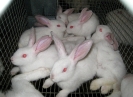 Elevage de lapins