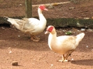 Canards d'Inde