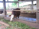 Etable bovine