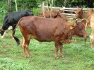 Bovins au piquet 