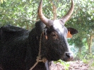 Zébu