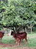 Bovins à l'ombre