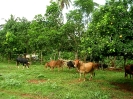 Bovins au piquet
