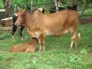 Femelle zébu et son petit 