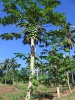 Papayers