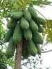 Papaye 