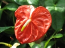 Anthurium