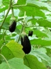Aubergines