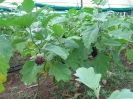Culture d'aubergines