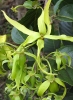 Fleur et  boutons floraux d'ylang-ylang