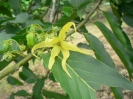 Fleur d'ylang-ylang