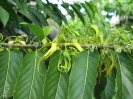 Boutons d'ylang-ylang